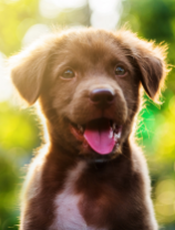 Molly, BS, CVT, Fear Free Certified Level 3